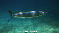 Zoom zoom by Alison Ranheim 